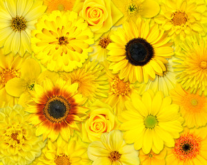 Obraz premium Yellow Flower Background