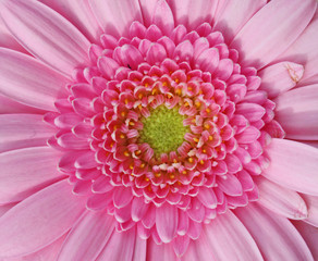 pink gerbera flower