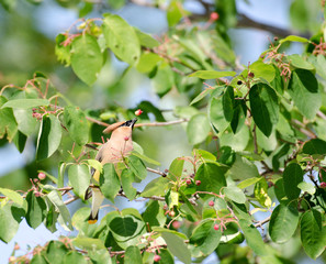 Cedar waxwing