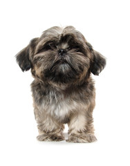 Shih Tzu puppy