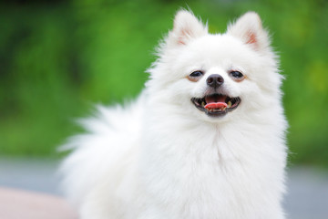 White Pomeranian dog