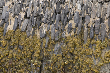 Seaweed & the Harbour Wall, Background