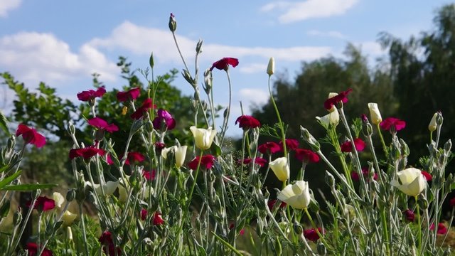 Mohnfeld vid 02 orig