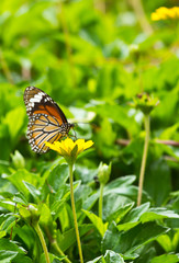 Butterfly in the garden