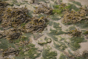 Sand & Seaweed, Background