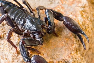 black scorpion on the rock