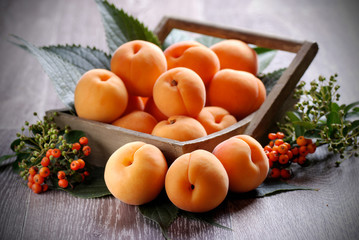 albicocche siciliane biologiche - tre