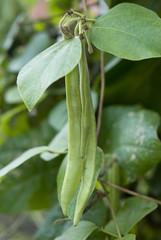 Runner Beans
