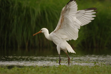 Sèchage des ailes - Spatule blanche