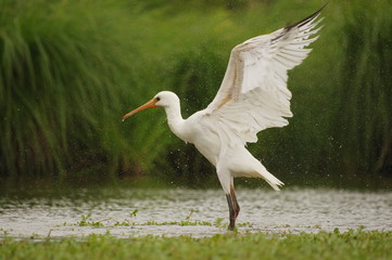 séchage des ailes après la douche - spatule blanche