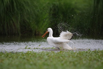 Douche de spatule blanche