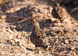 Pair of double banded sandgrouse