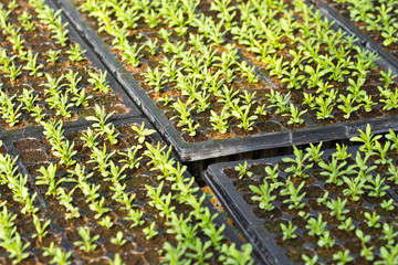 Seedling in nursery