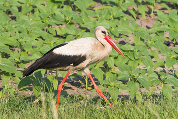 an adult of white stork walking on the grass / Ciconia ciconia