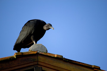 Urubu
