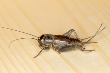 Melanogryllus desertus / the Steppe Cricket close-up