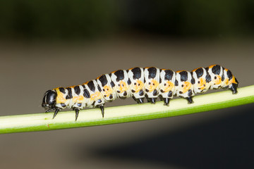 Cucullia lactucae / The Lettuce Shark moth caterpillar