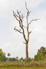 Fototapeta na wymiar Dried dead trees, which are often seen in paddy fields