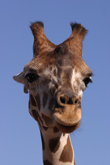 Obraz premium giraffa