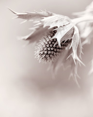 Eryngium