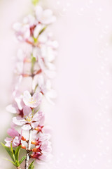 Obraz na płótnie Canvas Prunus serrulata or Japanese Cherry in full bloom.