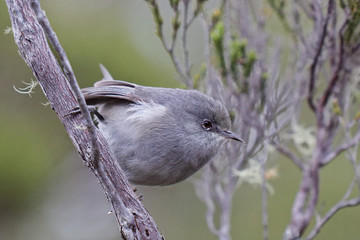 Z'oiseau blanc