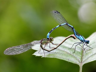 Paarungsrad der Gemeinen Becherjungfer (Enallagma cyathigerum)