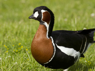 Red-breasted goose