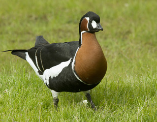 Red-breasted goose