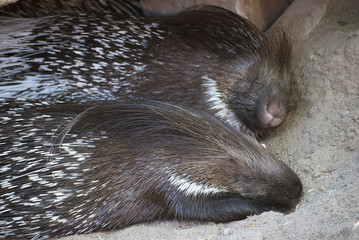 Indian Crested Porcupines
