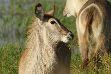Waterbuck antelope in good morning light
