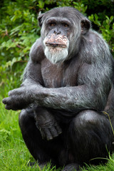 Chimpanzee, Old Man of the Forest