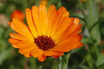 Orange Daisy Flower