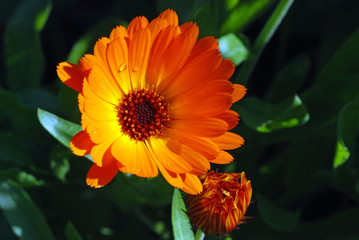 Orange Daisy