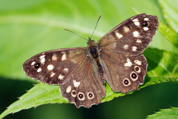 Speckled Wood Butterfly