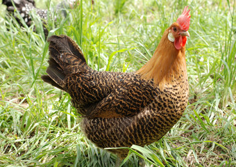 Andalusian Rooster