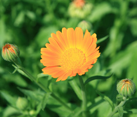 Calendula(Marigolds) flower with fresh butt in green beet.
