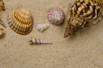 Seashells on the sand