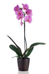 Belle orchidée rose dans un pot de fleurs