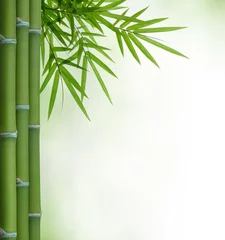 Photo sur Aluminium Bambou bambou