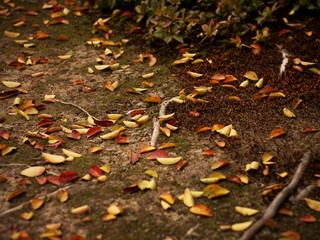 Fallen Autumn Leaves