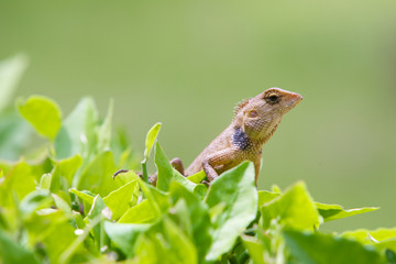 Fototapeta premium Lizard in the garden