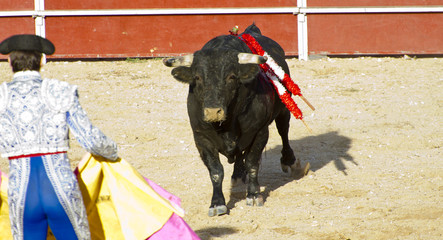 Matador and bull in bullfight. Madrid, Spain.