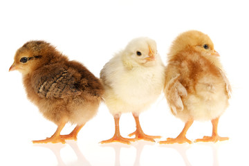 Fototapeta premium Küken