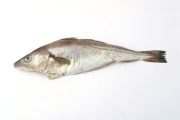 A fish