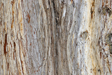 Old cypress bark