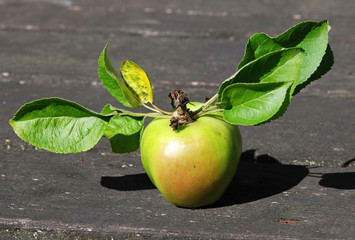 Freshly Picked Apple