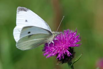 Orange Tip Butterfly Female