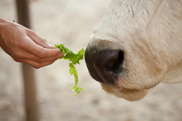 Mucca