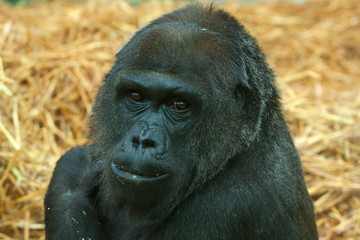 female low land gorilla 6607